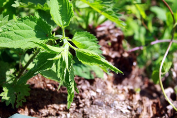 Nettle burning in the rays of the spring sun slightly bent to the ground, as if to hide from the heat