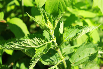 Green young prickly nettle in the sun in the city Park