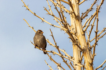 Sparrow on Branch