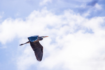 Great Blue Heron in Flight
