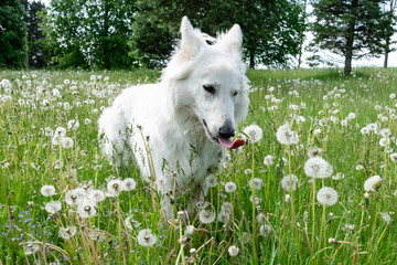 dog on grass