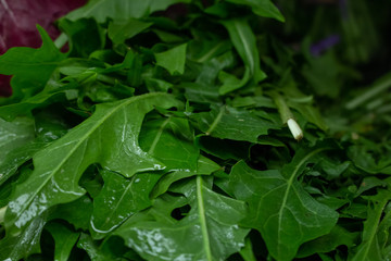 Fresh wet dandelion leaves