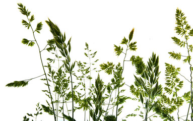 green flowering grass - shape isolated on a white background