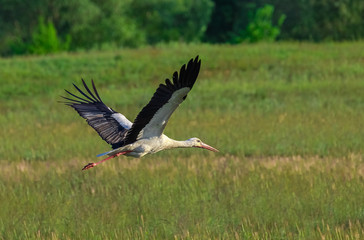 Stork flies over a green meadow.