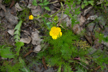yellow flower in spring