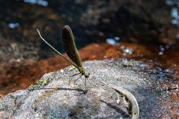 Portrait of damselfly - Chinese Greenwing (Neurobasis chinensis chinensis)