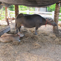 Thai buffalo in the farm