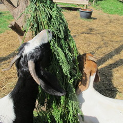 Two goats are standing eating food in the field