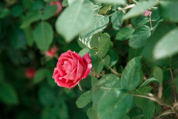pink delicate rose closeup. selective focus with shallow depth of field
