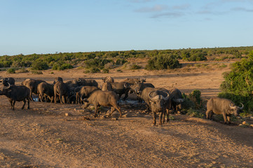 Wild buffaloes at waterhole in African savannah