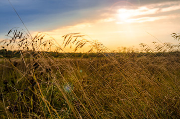 A sunny view over a field.