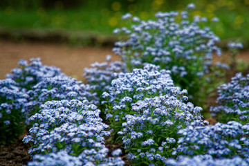 Obraz premium blue little flowers on bush, Meadow plant background: forget-me-not close up and green grass. Shallow DOF.
