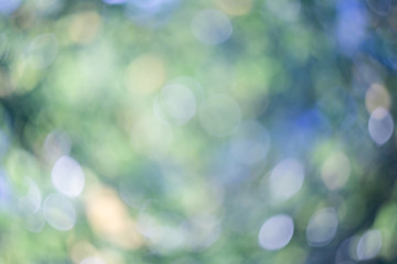 Obraz premium Abstract blurred green nature background.