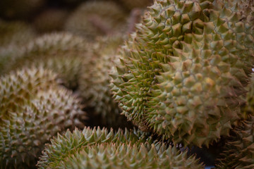 King of fruits, Durian is tropical fruit of southeast asia.