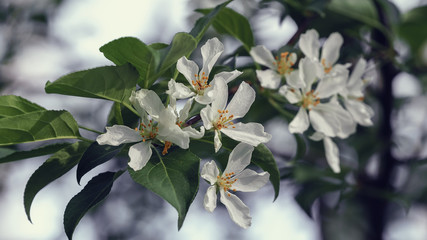 Spring backgrounds. Blooming apple tree.