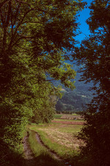 Leafy forest with green field and alpine landscape