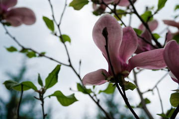 Magnolia tree head. Pink magnolias in spring day. Beautiful pink magnolias on blue sky background....