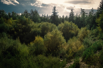 An overgrown quarry in a forest in summer