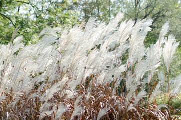 A plant with white feather like flowers in the wind
