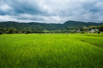 Paddy Rice Field Plantation Landscape