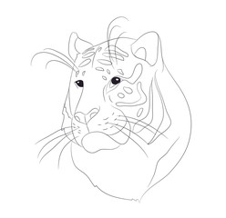 vector illustration portrait of tiger lines, vector