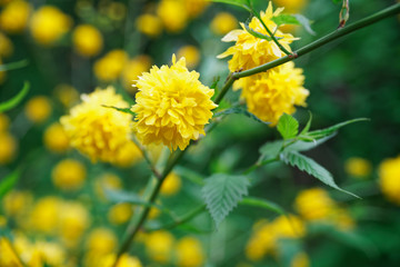 Flowering forsythia in springtime, yellow flower head on green bush