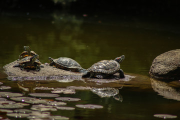 Fototapeta na wymiar Turtles in the lake