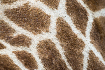 animal skin texture