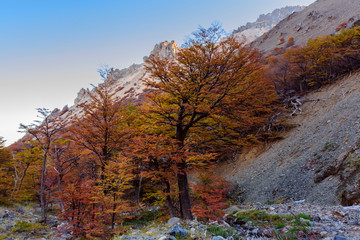 Obraz premium Colorful Nothofagus pumilio tree during autumn season in Patagonia, Argentina