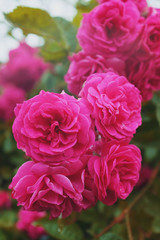 Pink roses grow on a bush in natural conditions, with raindrops on the petals.