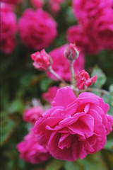 Pink roses grow on a bush in natural conditions, with raindrops on the petals.