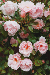 Pink roses grow on a bush in natural conditions, with raindrops on the petals.