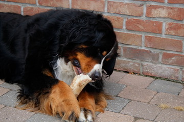 Bernese dog chewing bone