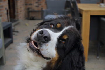 Bernese dog