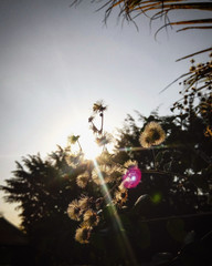 Like the mists of winter.