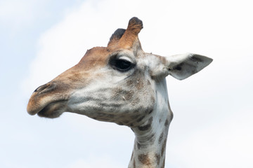 Obraz premium Giraffe head under the sky