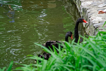 Fototapeta premium Swans couple on lake. Ducks and black swans in the reserve