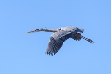 Colorado Wildlife - Great Blue Heron in Flight.