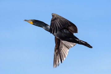 Double-crested Cormorant in Flight Against a Clear Blue Sky