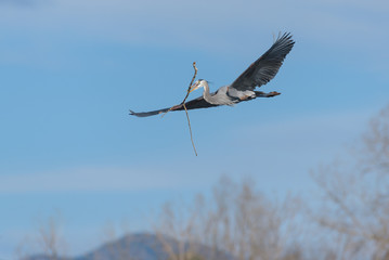 Colorado Wildlife - Great Blue Heron in Flight.