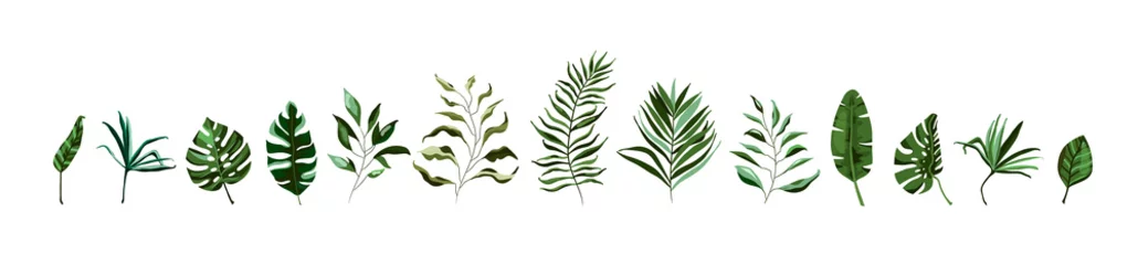 Poster Collectie van tropisch groen blad plant kruiden bladeren monstera palm © madiwaso