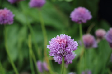 Flower closeup