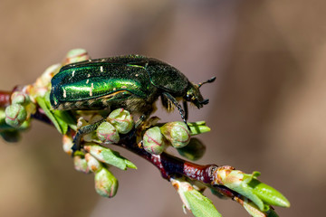 A green shiny beetle sits on a branch of a plum tree with buds. Side view. Selective focus. Copy space.