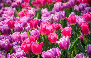 Close up of pink tulips in the garden, Spring background