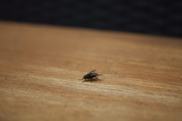 Fly