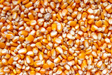 Close up of yellow corn seed
