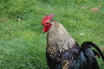 Male chicken 