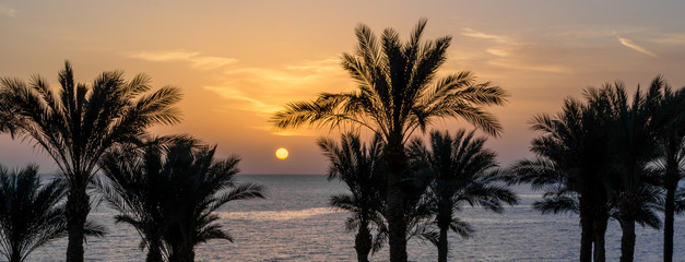 Fototapeta na wymiar evening sunset landscape on the background of the silhouette of palm trees and the Red Sea with the sky and clouds in Egypt