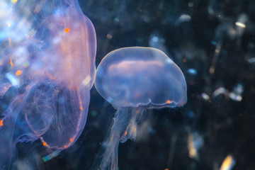 Jellyfish in deep space. A view of sea nettle floating in water © Wojciech Skóra