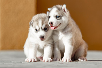 Fototapeta premium Two Little Siberian Husky puppy outdoors